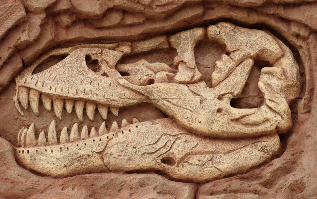 El gigantesco hallazgo: El diente de titanosaurio más grande jamás descubierto en Brasil